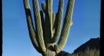 ANOTHER GIANT SAGUARO