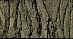 bark.100315