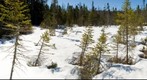 Moose Bog