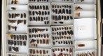 NCSU Insect Museum Fulgoridae [1]