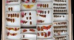 NCSU Insect Museum Fulgoridae [2]