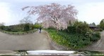 Syowa Kinen Park Cherry blossoms