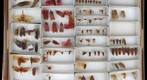 NCSU Insect Museum Fulgoridae [3]