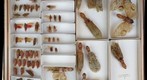 NCSU Insect Museum Fulgoridae [4]