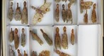 NCSU Insect Museum Fulgoridae [5]