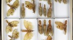 NCSU Insect Museum Fulgoridae [6]