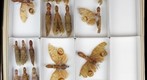 NCSU Insect Museum Fulgoridae [7]