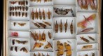 NCSU Insect Museum Fulgoridae [8]