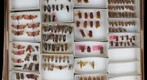 NCSU Insect Museum Fulgoridae [9]
