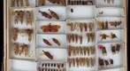 NCSU Insect Museum Fulgoridae [10]