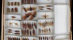 NCSU Insect Museum Fulgoridae [11]