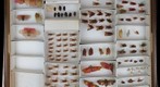 NCSU Insect Museum Fulgoridae [receiving/unsorted 1]