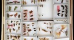  NCSU Insect Museum Fulgoridae [receiving/unsorted 2]   