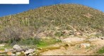 Saguaro National Park