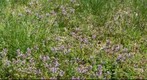 Little Purple Flowers