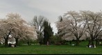 Queen Elizabeth Park