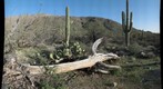 20100319 Saguaro Skeleton