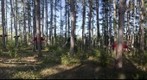 Les arbres a bras.