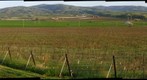 Livermore Grapes LEFT