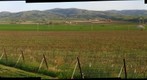 Livermore Grapes Right
