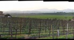 Vineyard Sunset RIGHT Image
