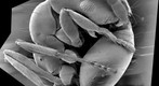Ant
