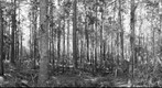 Pinckney Island National Wildlife Rufuge, Woods 1