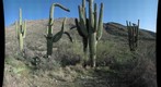 20100329 Five Saguaros