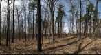 University of Guelph - Dairy Bush - 32 - March 31 2010
