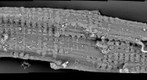 Single heart cell from young female New Zealand white rabbit