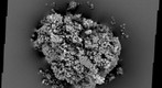 Singe heart cell from young female New Zealand white rabbit 02   
