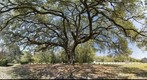 Magnificent Live Oak, Hilton Head Island, SC