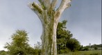 Lightning Tree