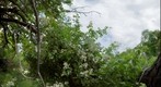 Rosa Multiflora