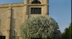 Blossoming Tree and Sheridan Hall Turret