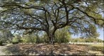 Magnificent Endangered Live Oak, Hilton Head Island