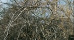 Little Circle Tangle