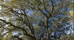 The Canopy of an Old Live Oak