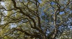 Live Oak Canopy