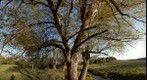 Tree at Sunset