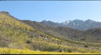 Arizona Poppies 1