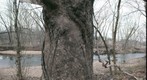 Sycamore