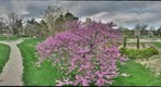 Redbud in full bloom - Oakdale Park - Salina, Kansas