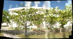 Terminalia catappa--Tropical Almond