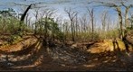 Hartshorne Woods (360 x 180) Spring