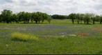 Near Independence Texas
