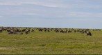 Wildebeest in the Serengeti