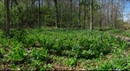Field of Bluebells "Marcum Woods_01" Oxford Ohio