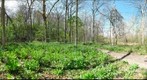 Field of Bluebells "Marcum Woods_02" Oxford Ohio