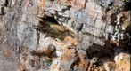 Peregrine on Eyrie Ledge